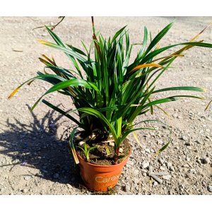 Ostrica japonská (Carex morrowii) ‘IRISH GREEN’ - kont. P11